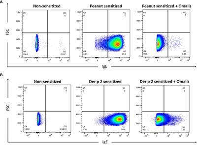 Novel peanut-specific human IgE monoclonal antibodies enable screens for inhibitors of the effector phase in food allergy